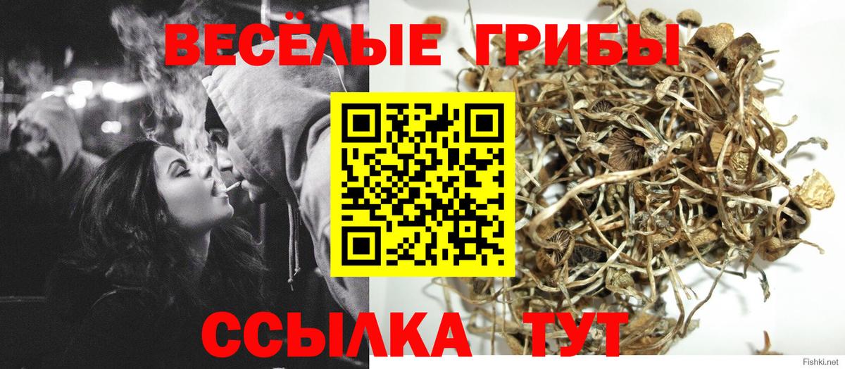 Псилоцибиновые грибы Cubensis Шахты